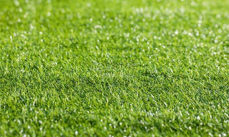 Như thế nào là loại cỏ trồng sân bóng đá đạt tiêu chuẩn?